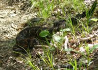 Rattlesnake